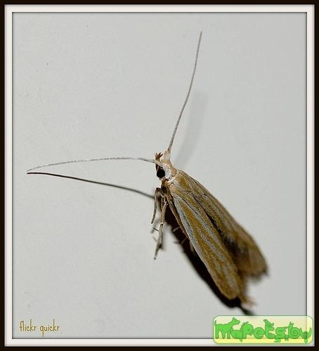 Coleophora artemisicolella
