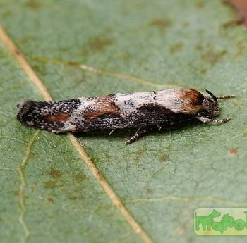 Mompha divisella