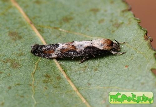 Mompha divisella