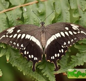 Papilio constantinus