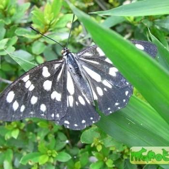 Hestina persimilis