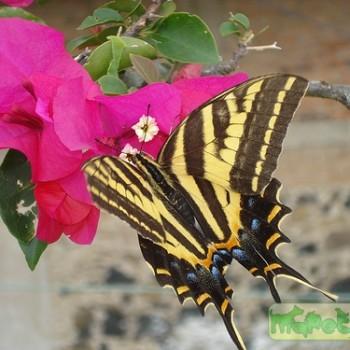 Papilio pilumnus