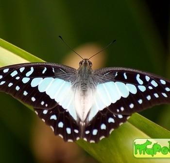 Graphium eurypylus