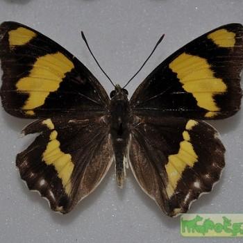 Euapatura mirza