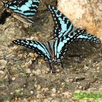Graphium policenes