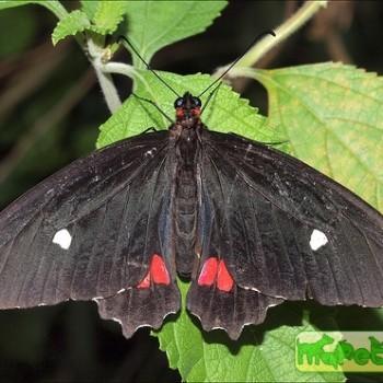 Parides erithalion