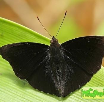 Rohana tonkiniana