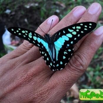 Graphium evemon