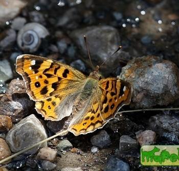 Thaleropis ionia