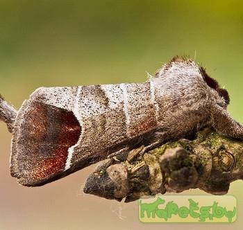 clostera curtula