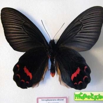 Atrophaneura dixoni