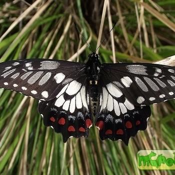 Papilio anactus