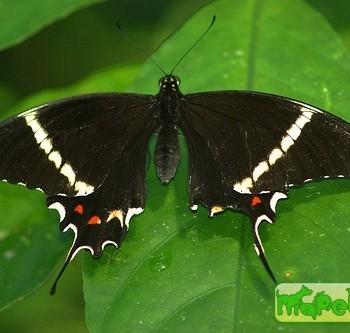 Papilio pelaus