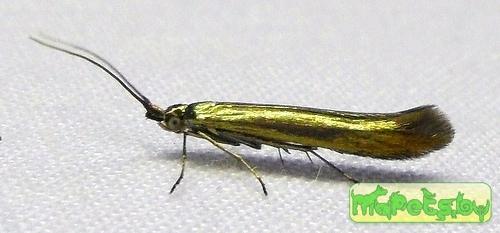 Coleophora trifolii 