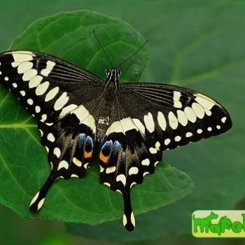 Papilio ophidicephalus