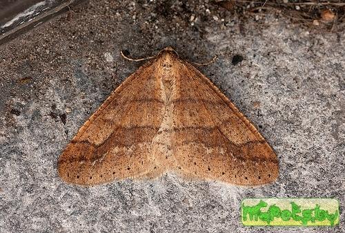 Agriopis marginaria