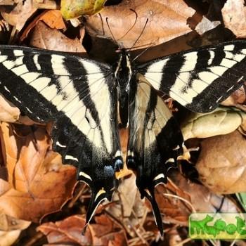 Papilio eurymedon