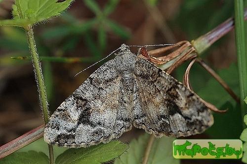 Alcis bastelbergeri