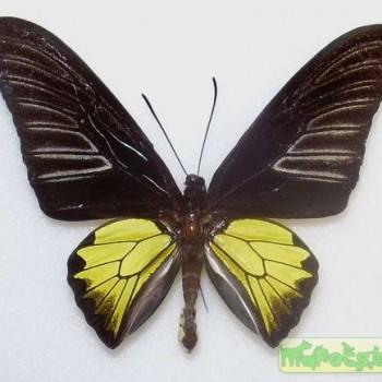 Troides rhadamantus