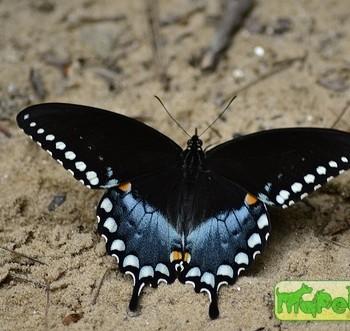 Papilio troilus
