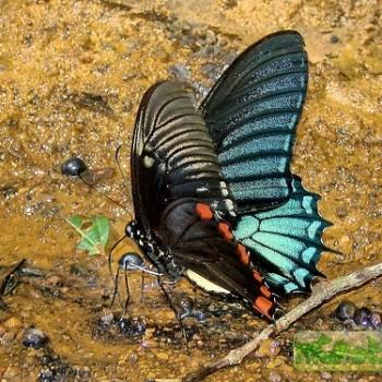 Papilio xanthopleura