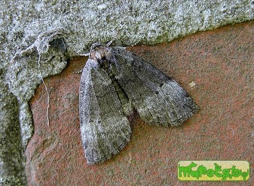 Ochropacha duplaris