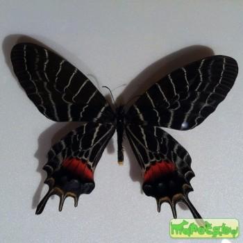 Bhutanitis ludlowi
