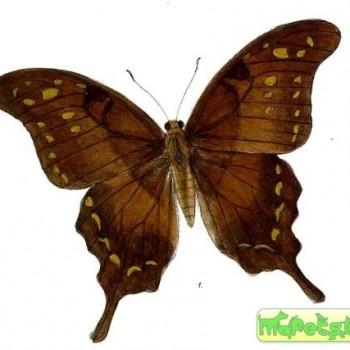 Meandrusa sciron