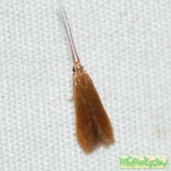 Coleophora limosipennella