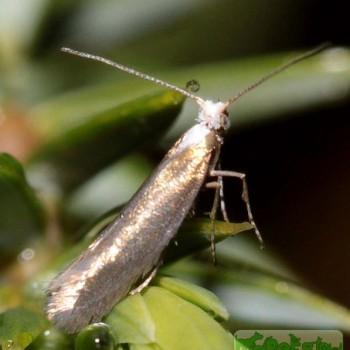 argyresthia arceuthina