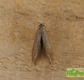 Coleophora binderella