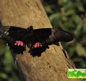 Parides nephalion