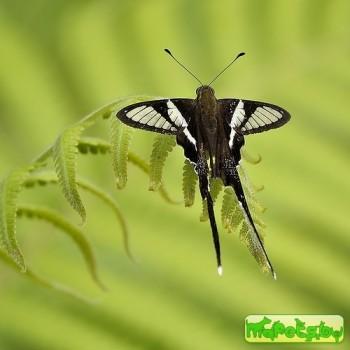 Lamproptera curius