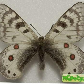 Parnassius cardinal