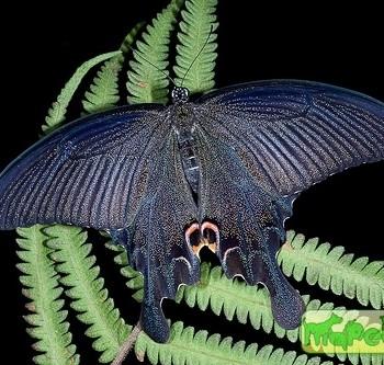 Papilio dialis