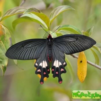 Atrophaneura latreillei