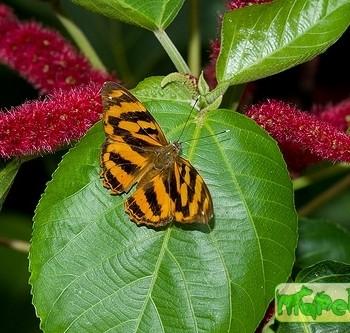 Herona marathus