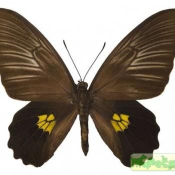 Troides staudingeri