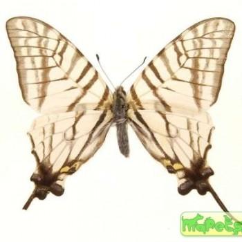 Graphium mandarinus