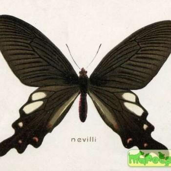 Atrophaneura nevilli