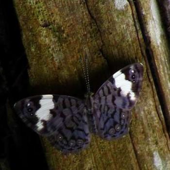 Ectima lirides