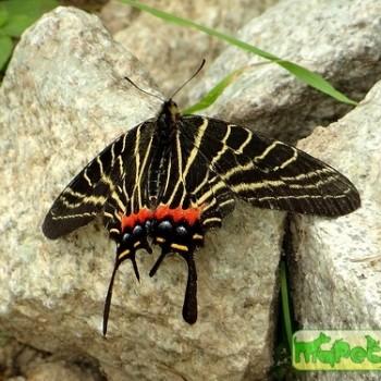 Bhutanitis thaidina