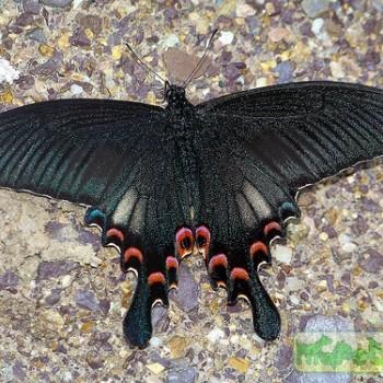 Papilio syfanius