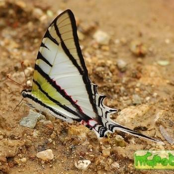 Protesilaus macrosilaus