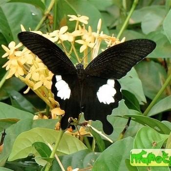 Papilio prexaspes