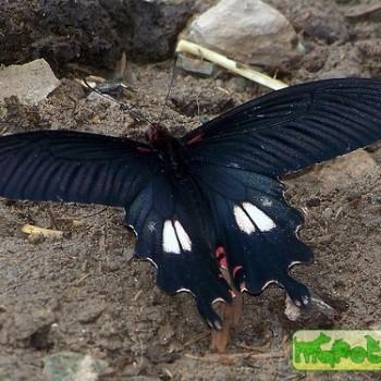 Papilio bootes