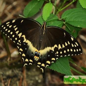 Papilio palamedes