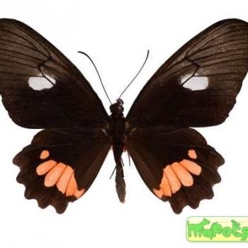 Parides vertumnus