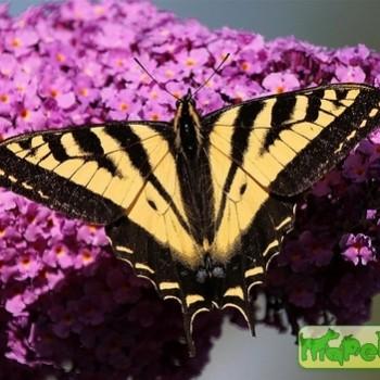 Papilio rutulus