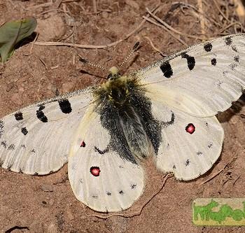 Parnassius smintheus